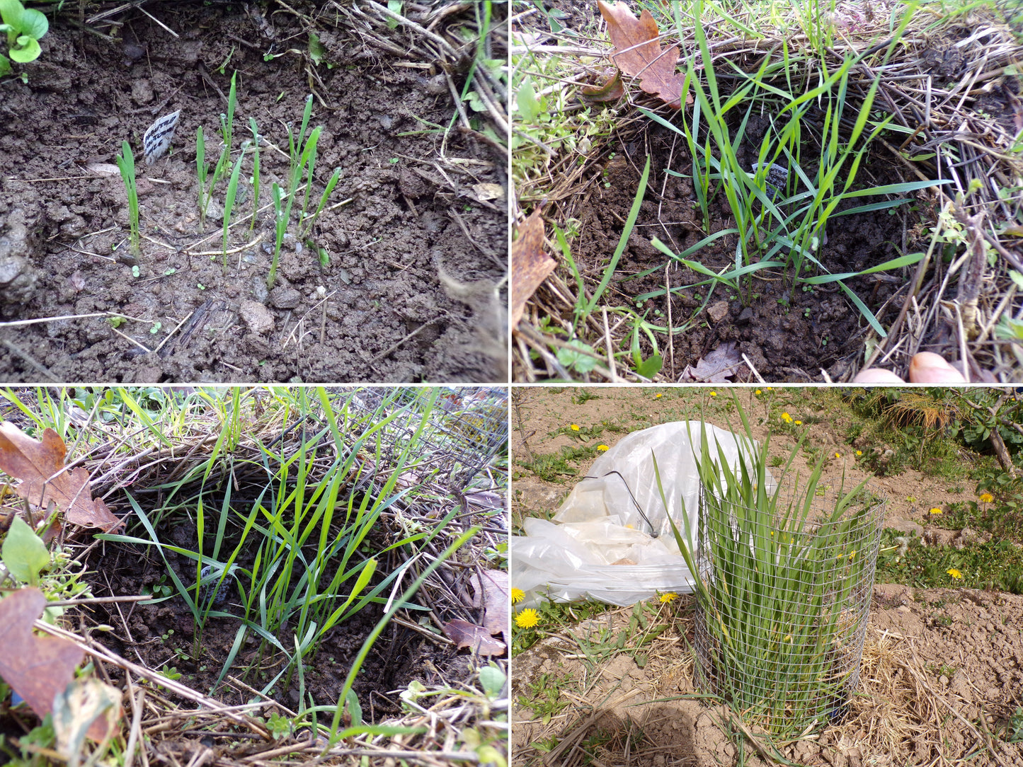 Épeautre d’Automne - Triticum Spelta (Engrais Vert) SEM26