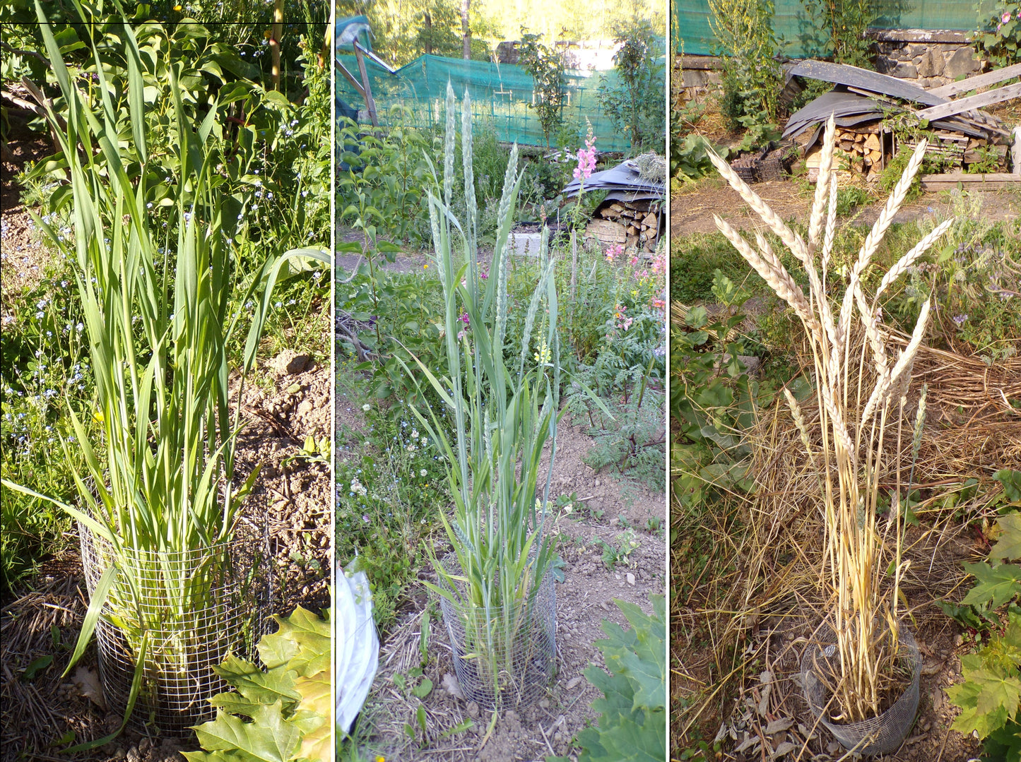 Épeautre d’Automne - Triticum Spelta (Engrais Vert) SEM26