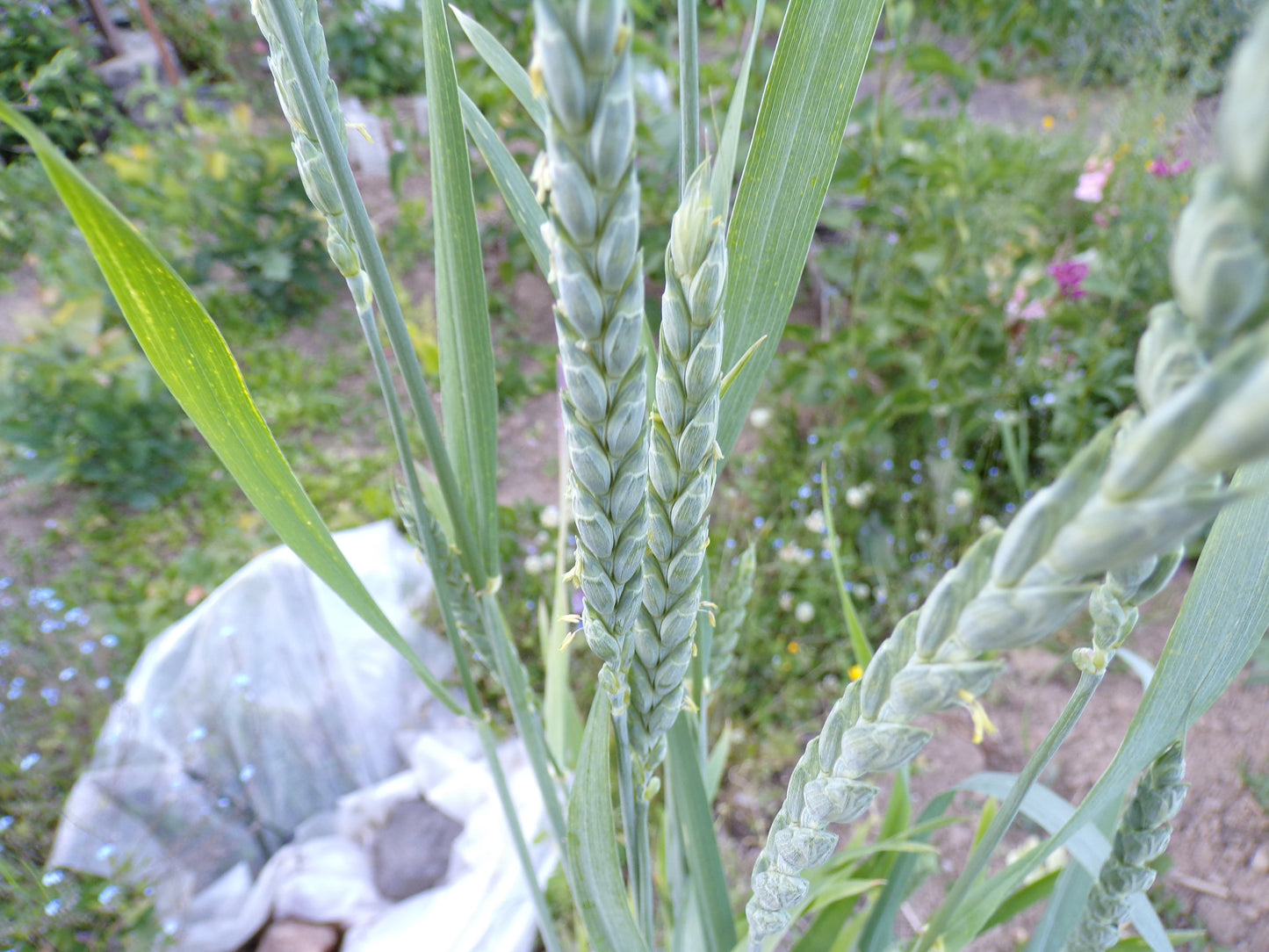 Épeautre d’Automne - Triticum Spelta (Engrais Vert) SEM26