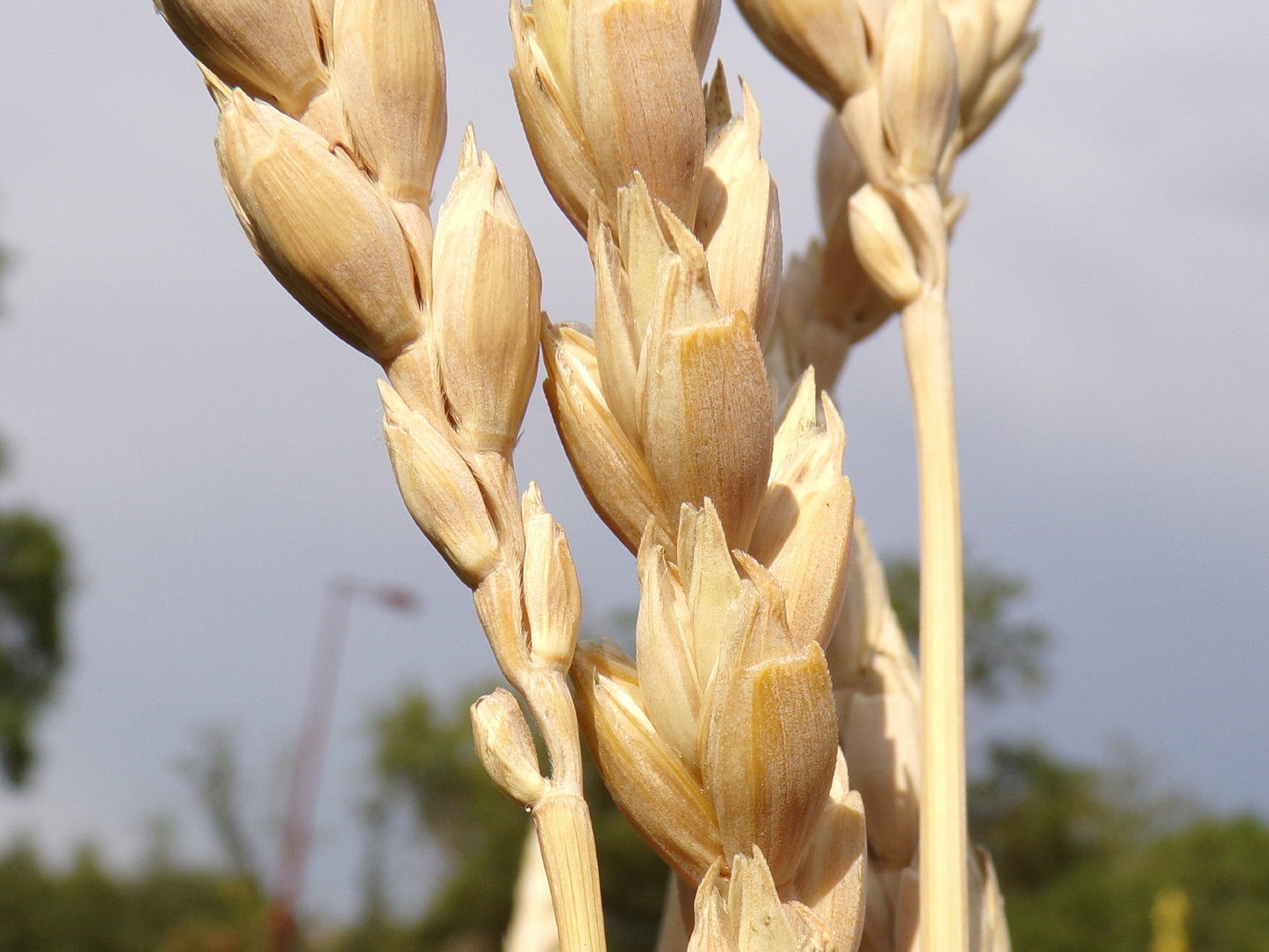 Épeautre d’Automne - Triticum Spelta (Engrais Vert) SEM26