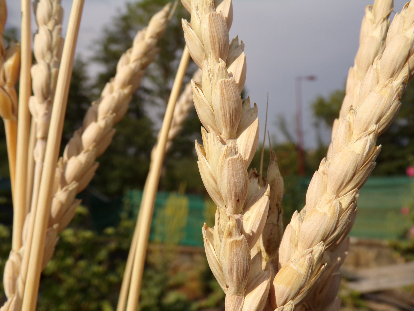 Épeautre d’Automne - Triticum Spelta (Engrais Vert) SEM26
