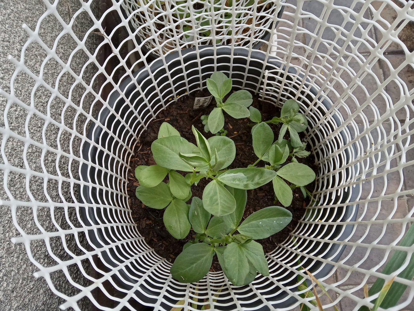 Féverole - Vicia Faba L. (Engrais Vert) SEM06