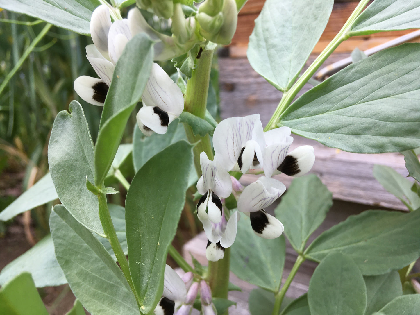 Féverole - Vicia Faba L. (Engrais Vert) SEM06