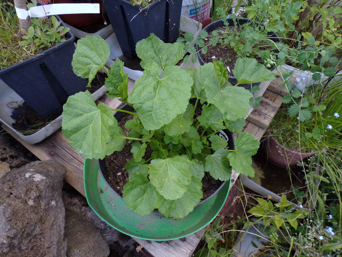 Guimauve Officinale ( ou sauvage ) - Althaea Officinalis