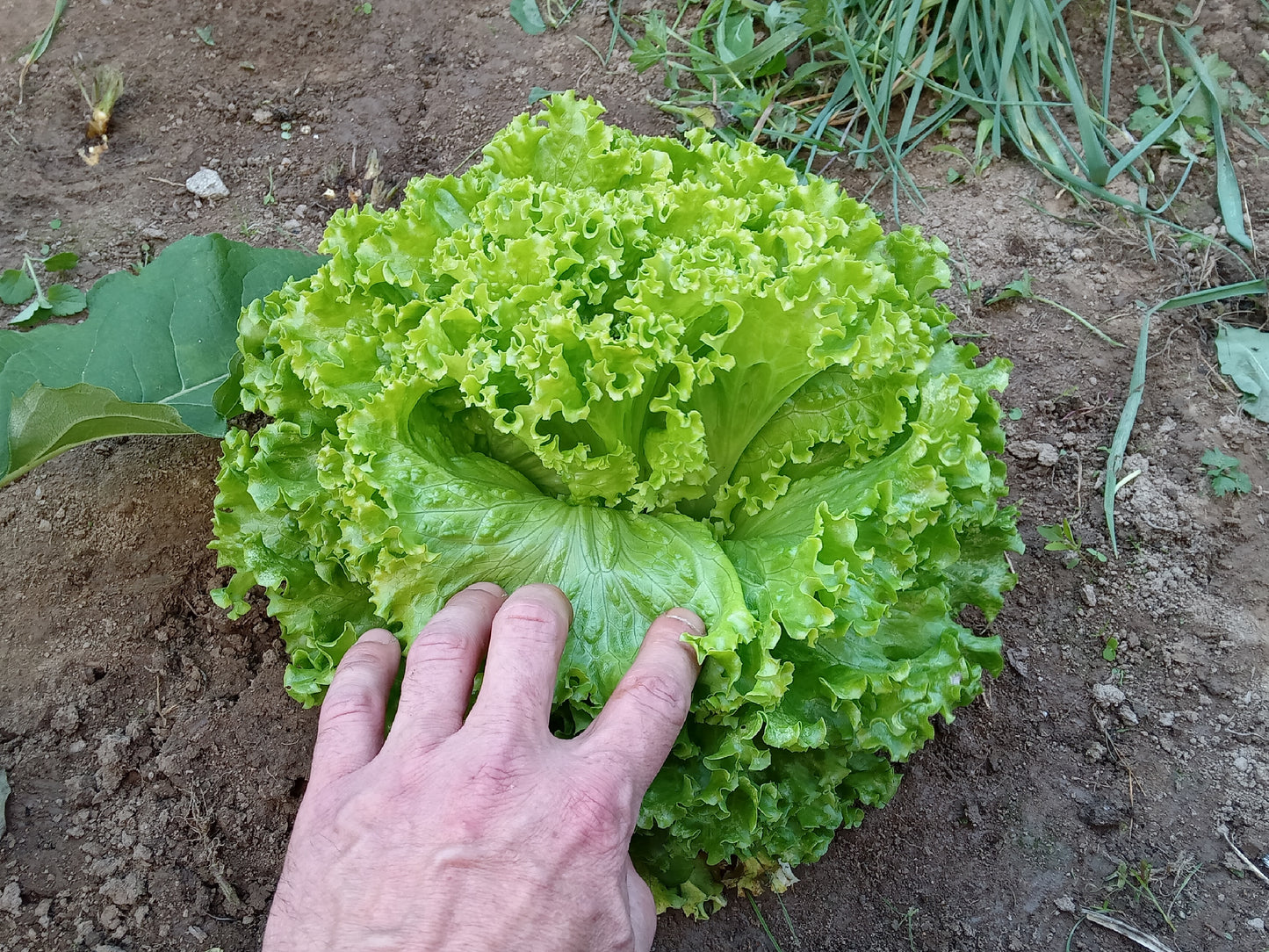 Laitue - Lactuca Sativa L. - SEM06