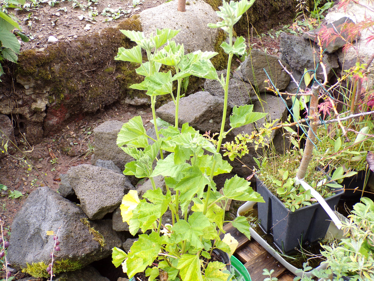 Guimauve Officinale ( ou sauvage ) - Althaea Officinalis