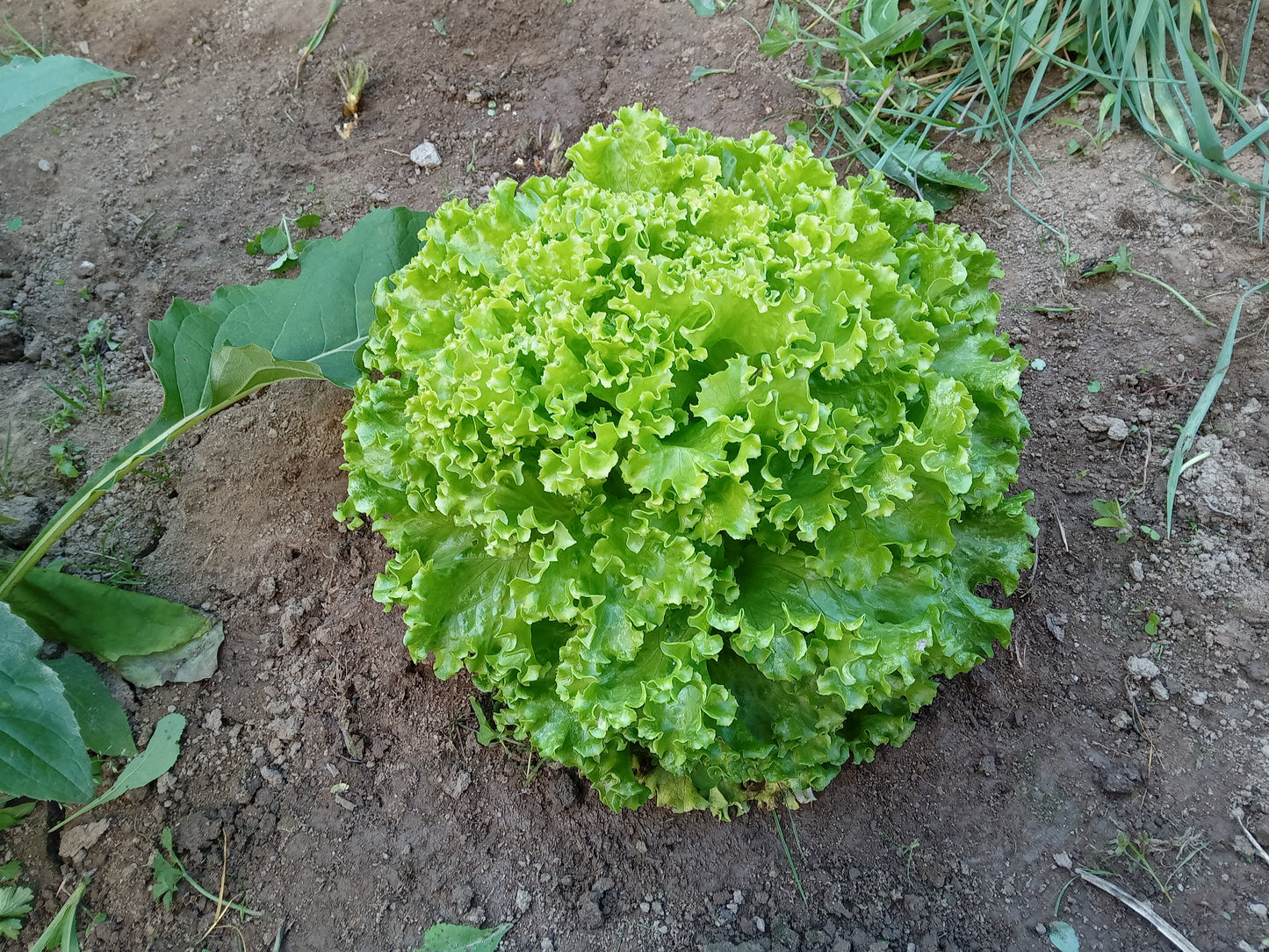 Laitue - Lactuca Sativa L. - SEM06