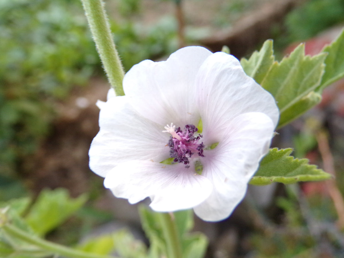 Guimauve Officinale ( ou sauvage ) - Althaea Officinalis