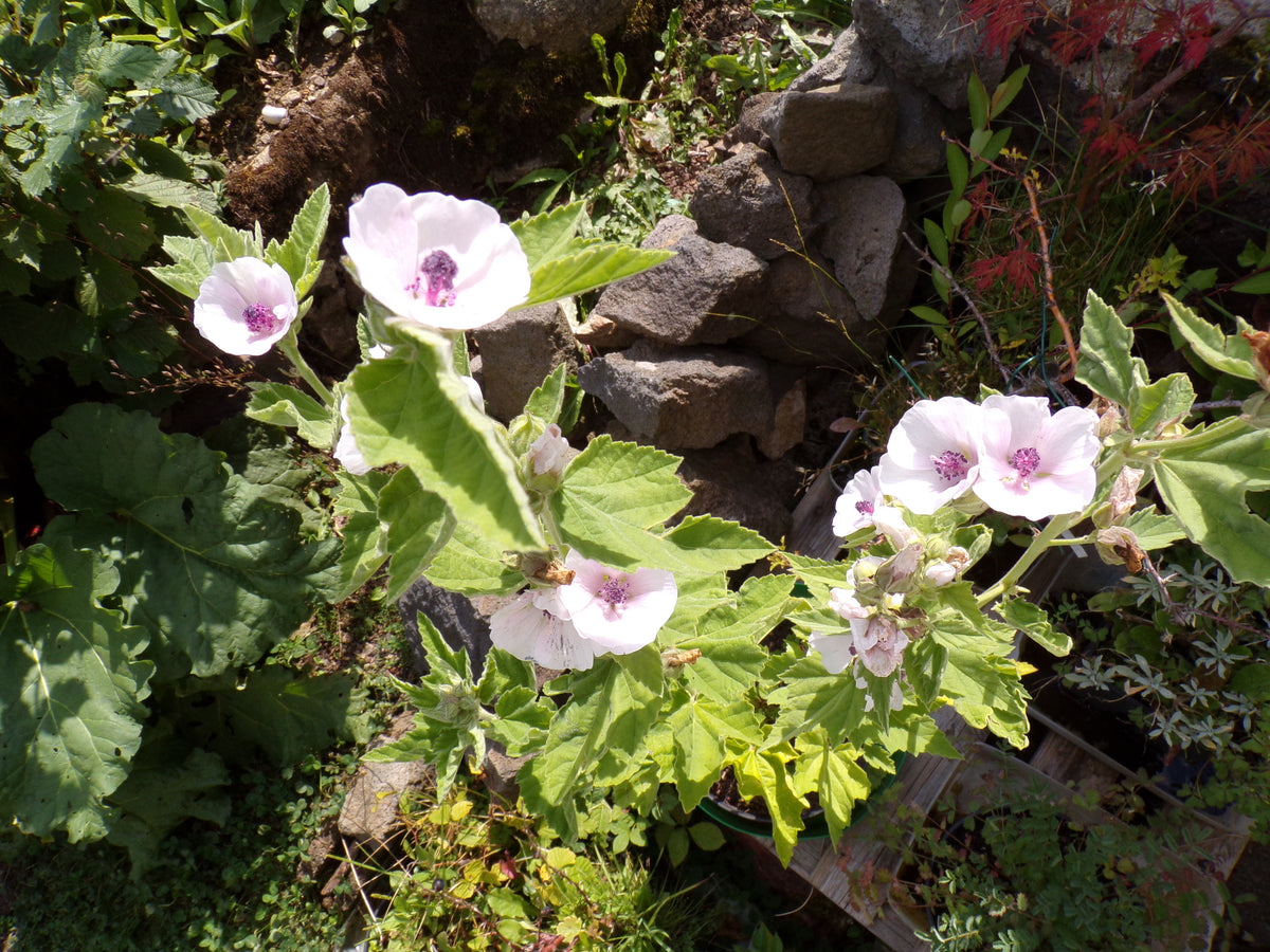 Guimauve Officinale ( ou sauvage ) - Althaea Officinalis