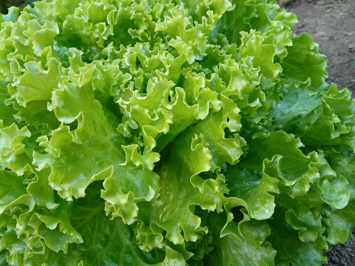 Laitue - Lactuca Sativa L. - SEM06