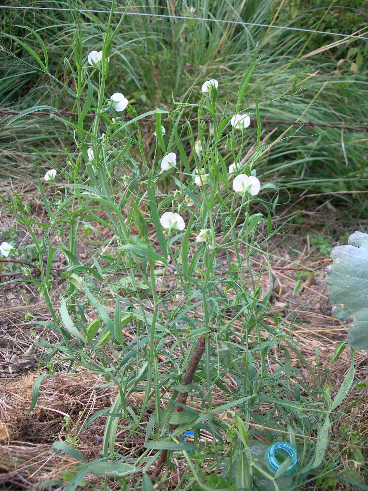 Gesse Fourragère - Lathyrus Sativus (Engrais Vert) SEM05