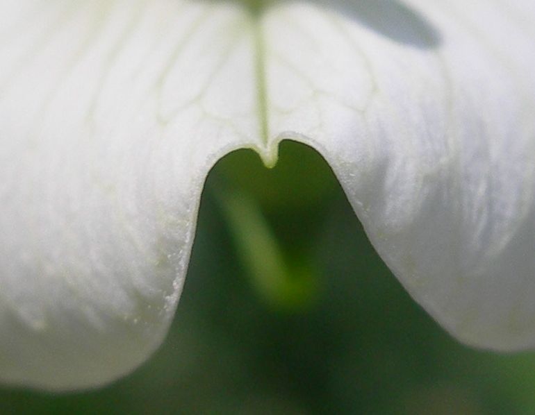 Gesse Fourragère - Lathyrus Sativus (Engrais Vert) SEM05