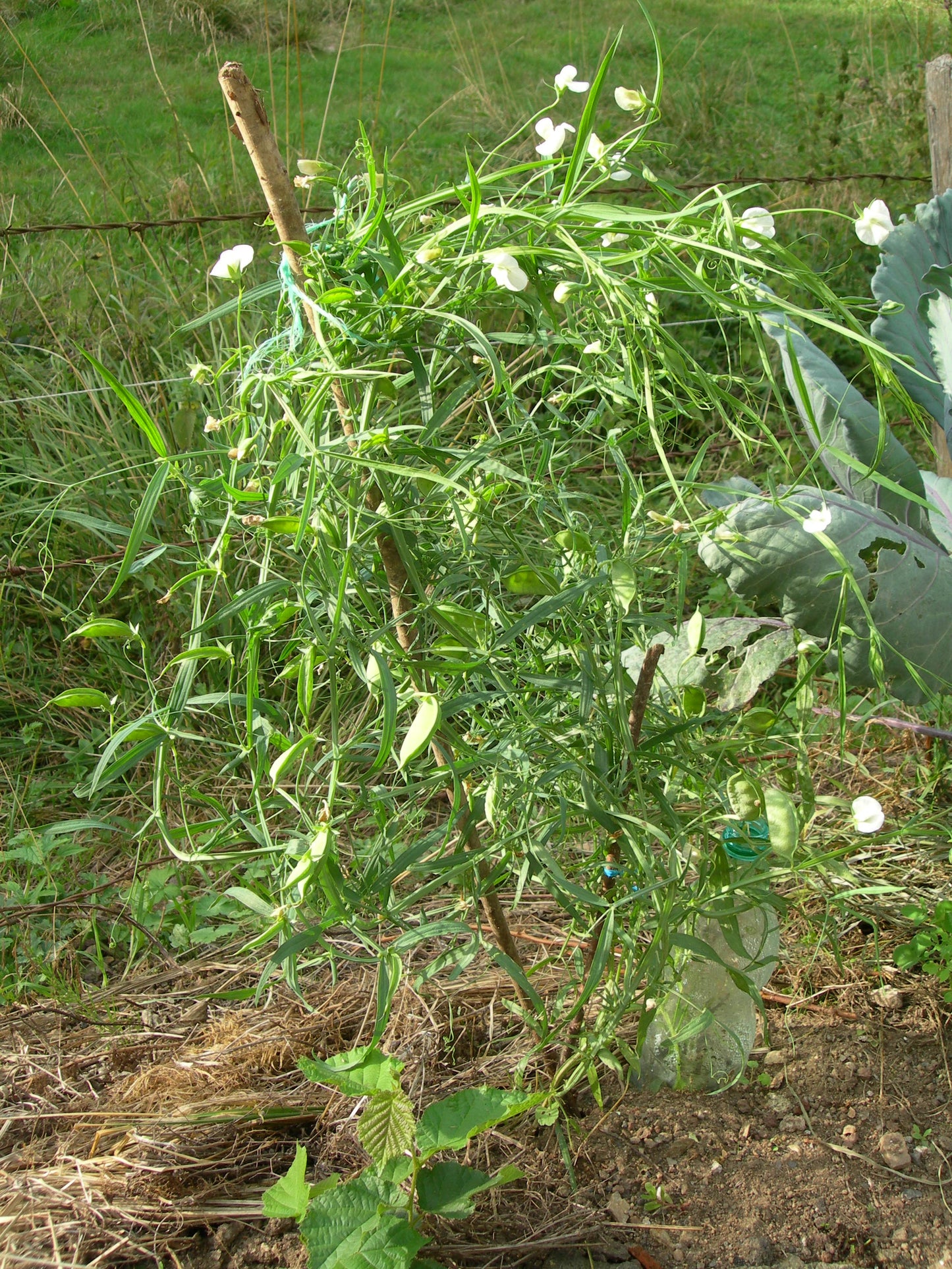 Gesse Fourragère - Lathyrus Sativus (Engrais Vert) SEM05