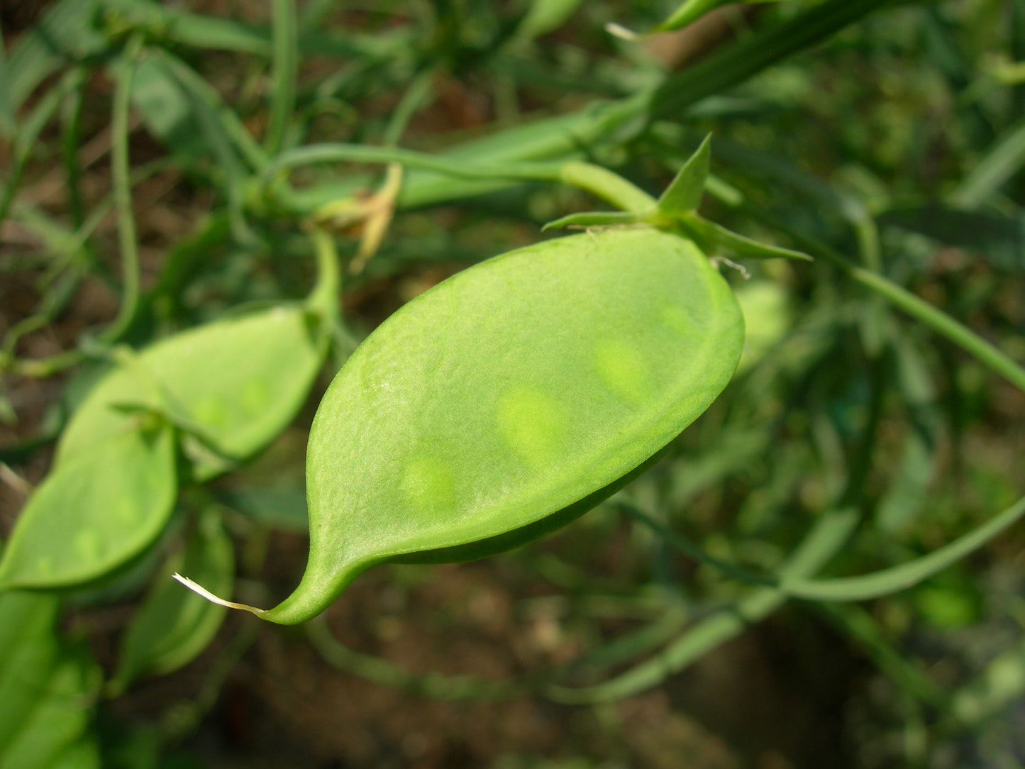 Gesse Fourragère - Lathyrus Sativus (Engrais Vert) SEM05