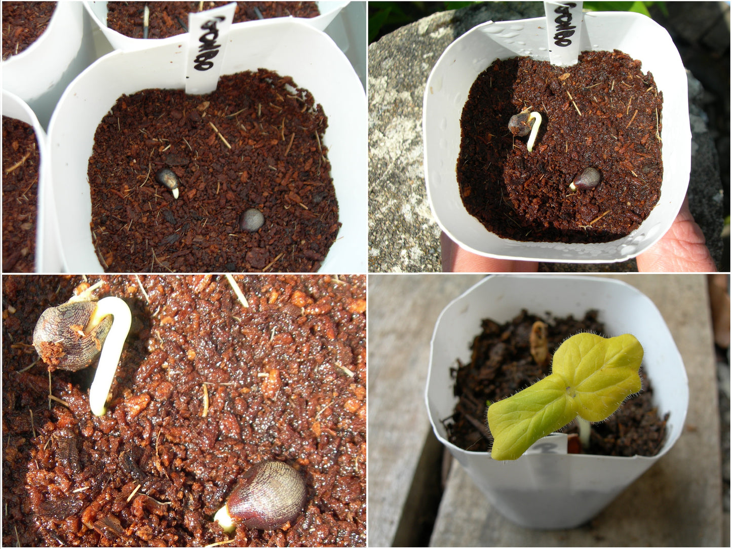 Gombo - Clemson Spineless Bio - Hibiscus Esculentus L. - SEM02