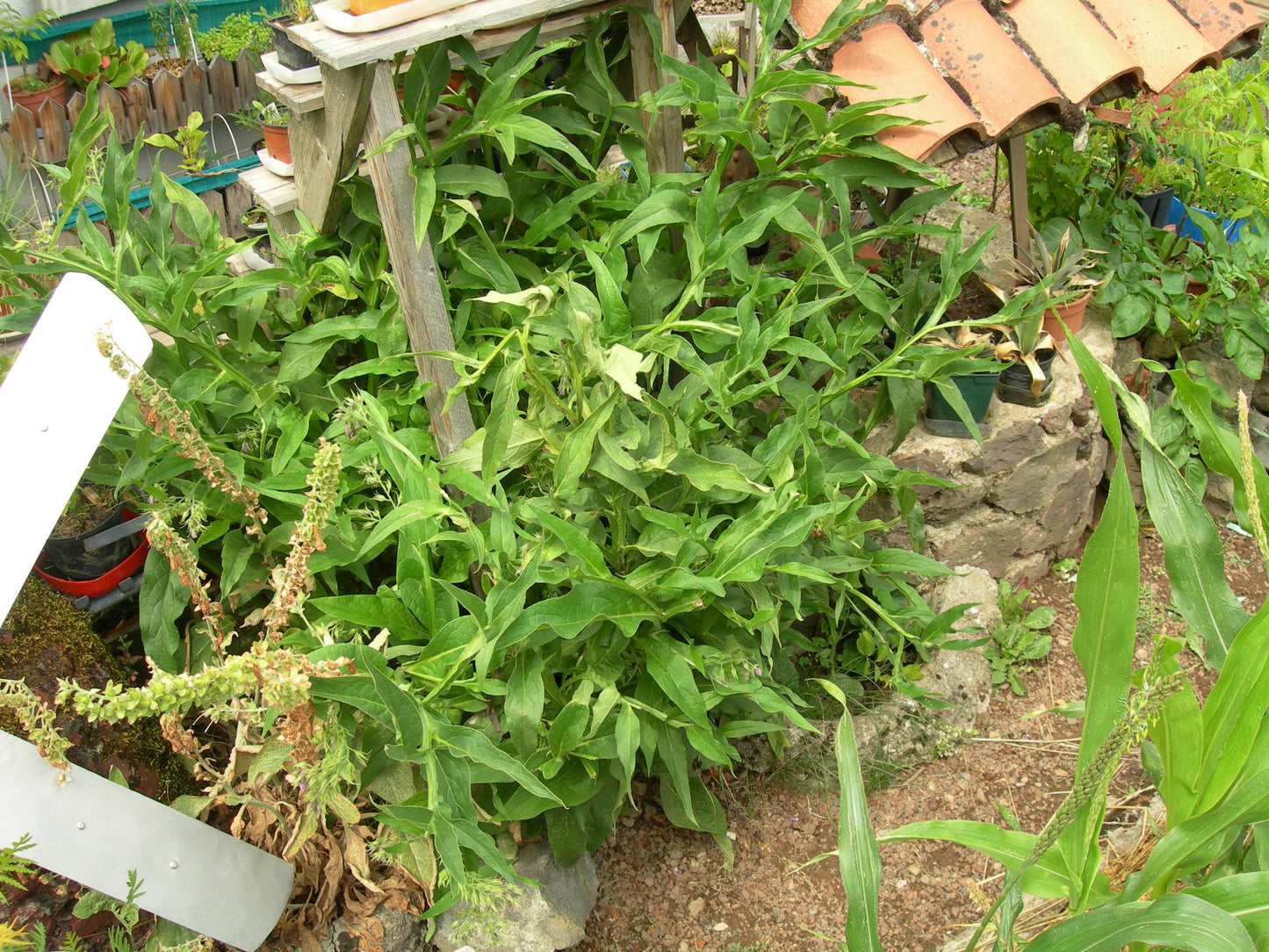 Grande Consoude - Symphytum Officinale (Engrais Vert) - SEM05