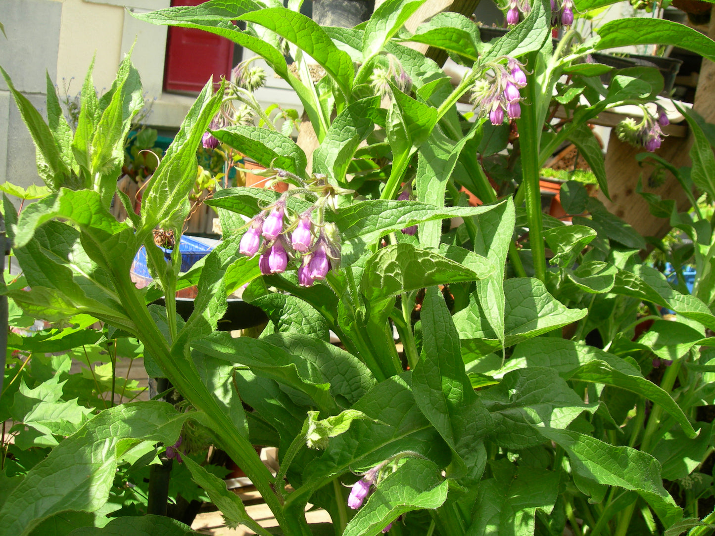 Grande Consoude - Symphytum Officinale (Engrais Vert) - SEM05