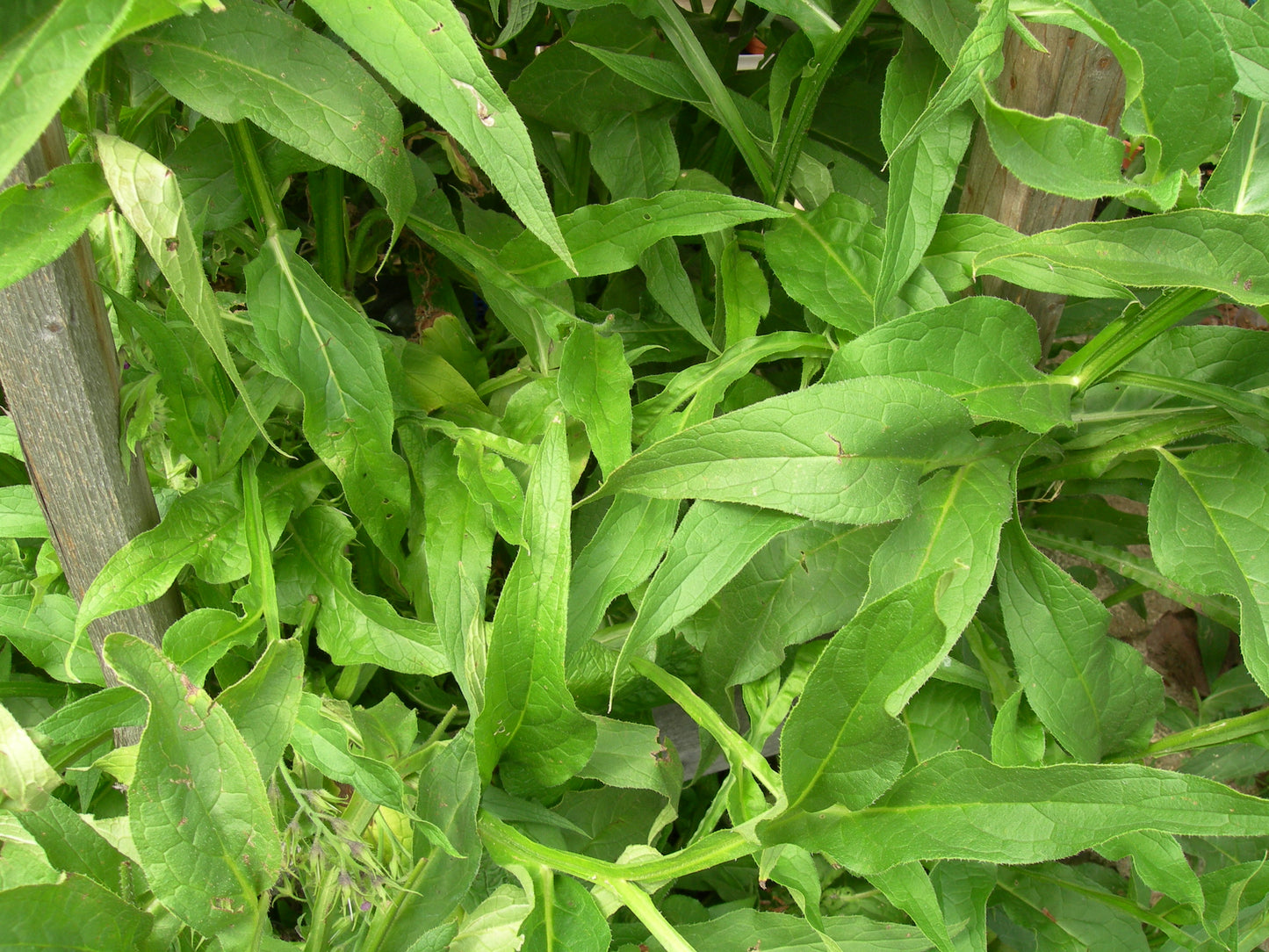 Grande Consoude - Symphytum Officinale (Engrais Vert) - SEM05