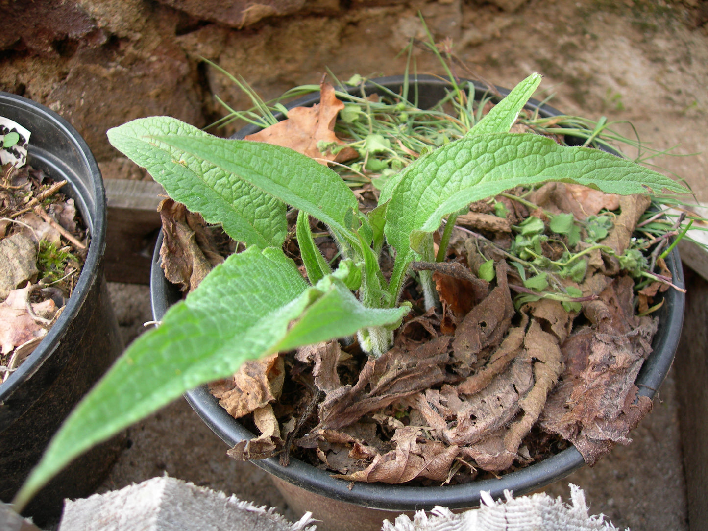 Grande Consoude - Symphytum Officinale (Engrais Vert) - SEM05