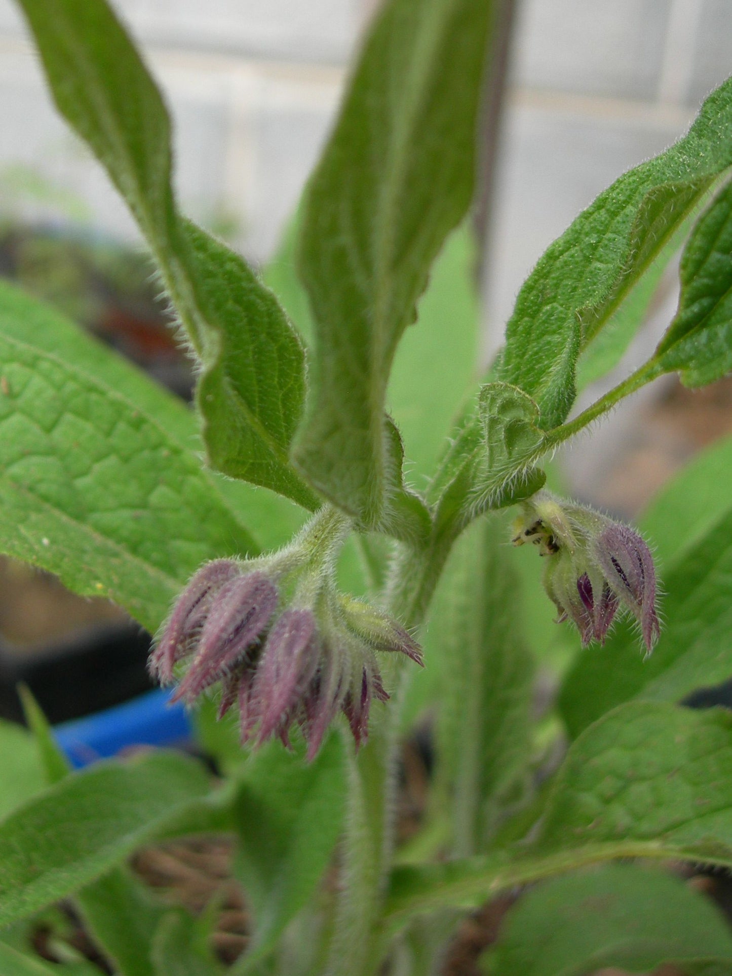 Grande Consoude - Symphytum Officinale (Engrais Vert) - SEM05