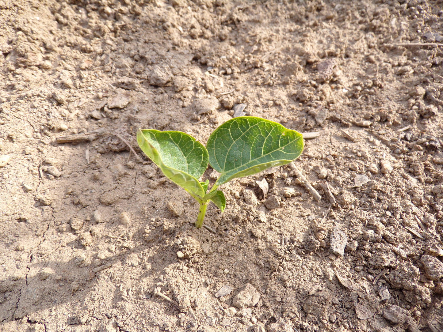 Haricot - Vigna Angularis - SEM03