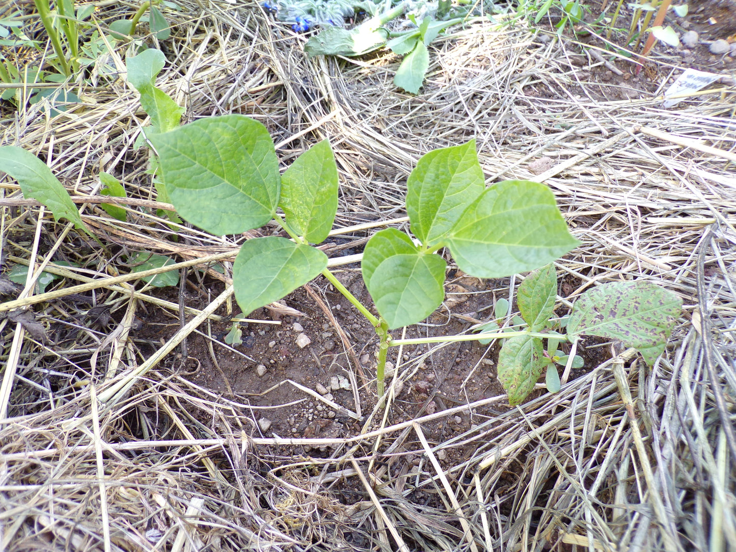 Haricot - Vigna Angularis - SEM03