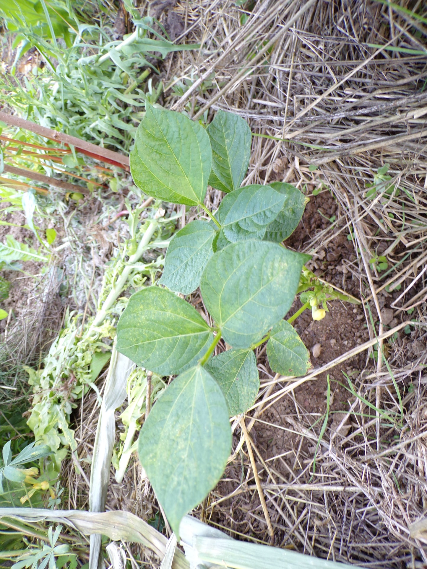 Haricot - Vigna Angularis - SEM03