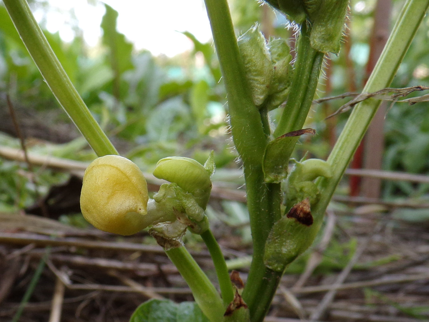 Haricot - Vigna Angularis - SEM03