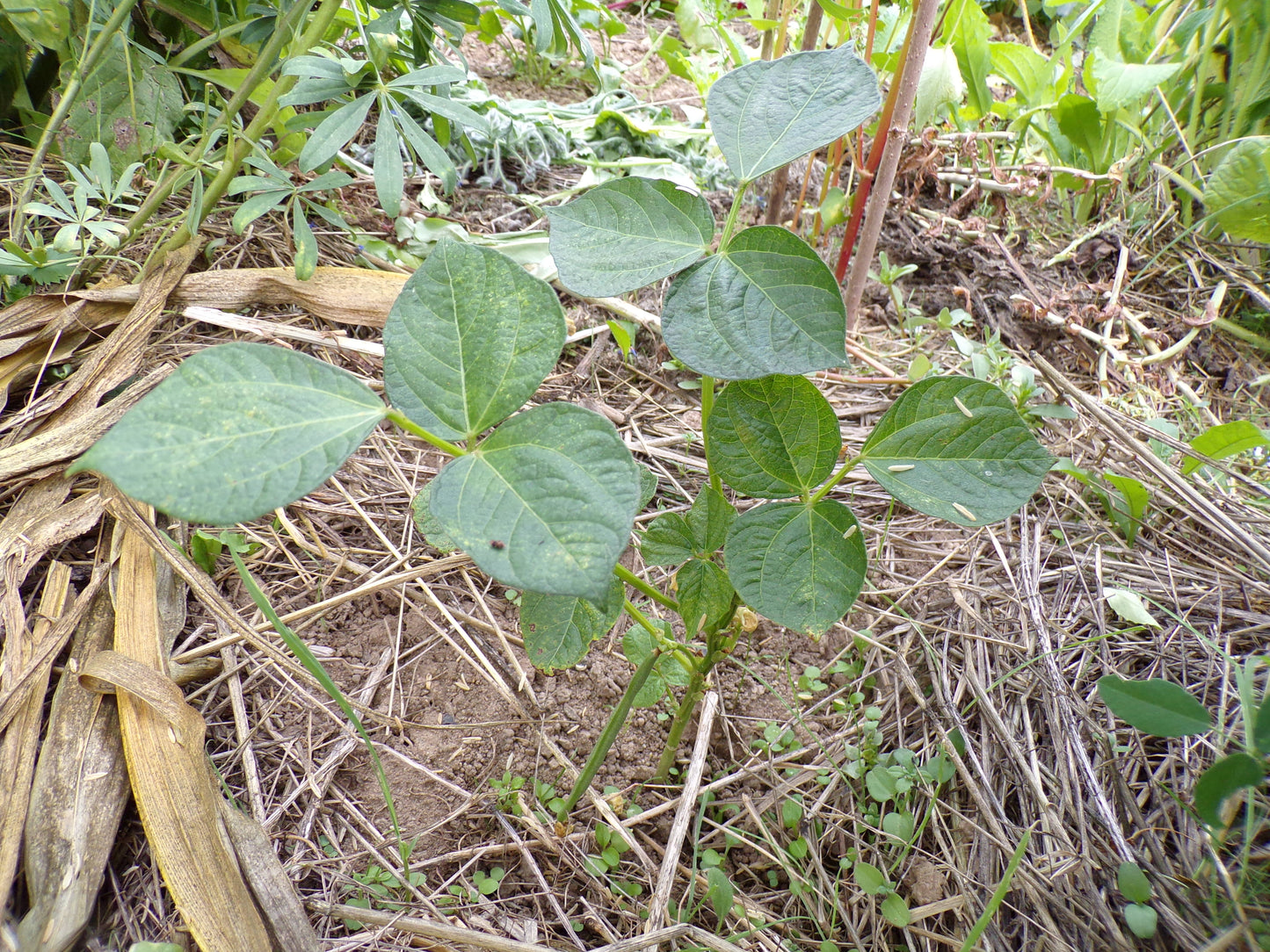 Haricot - Vigna Angularis - SEM03