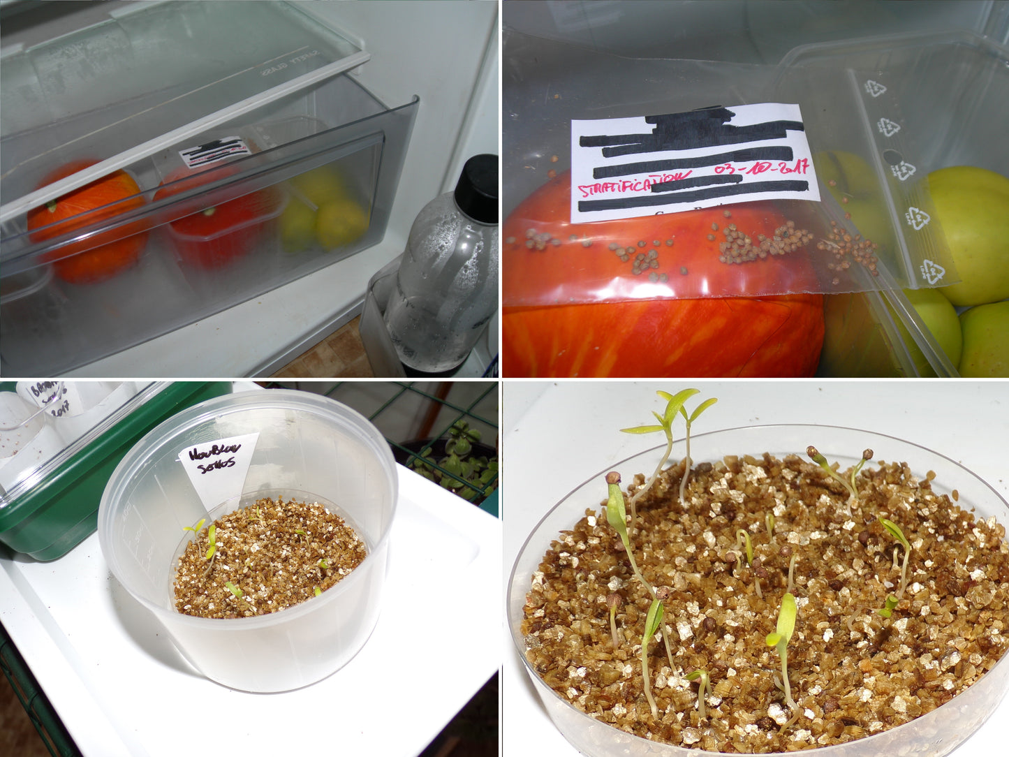 Houblon - Humulus Lupulus - SEM05