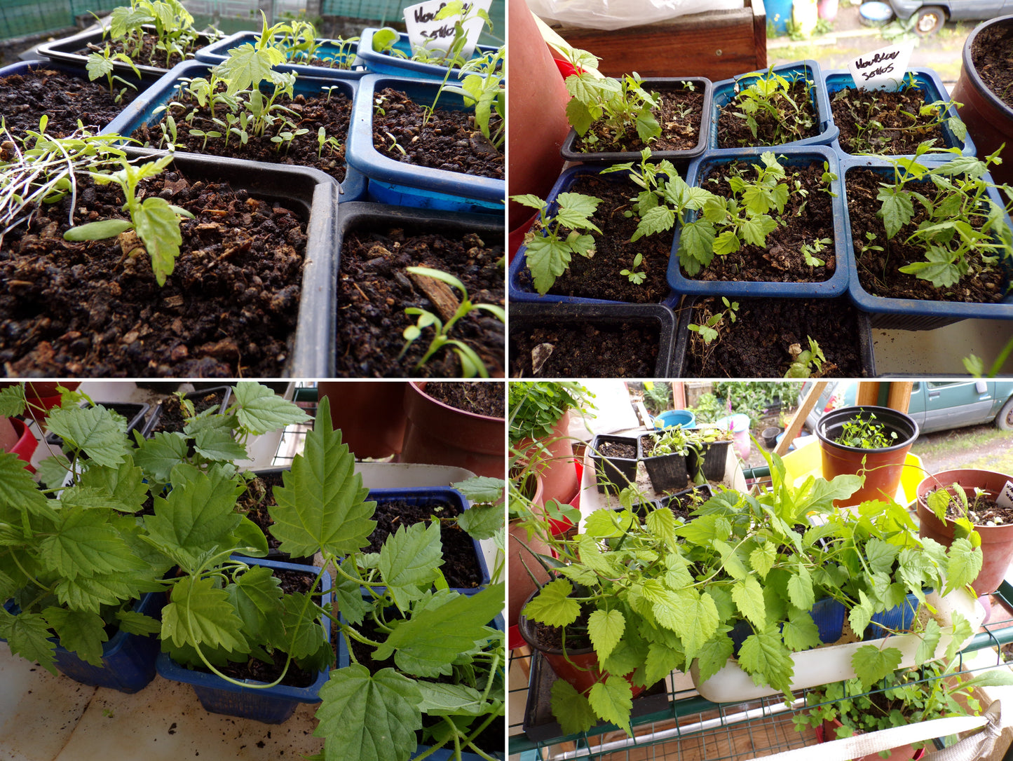 Houblon - Humulus Lupulus - SEM05