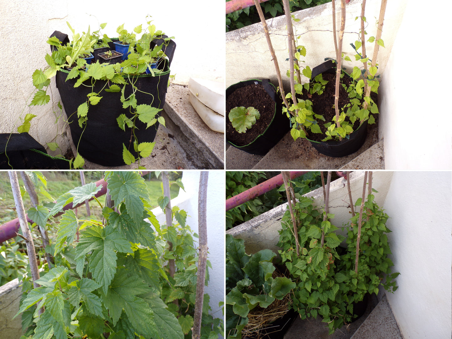 Houblon - Humulus Lupulus - SEM05