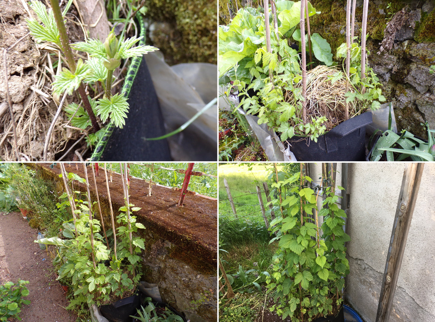 Houblon - Humulus Lupulus - SEM05