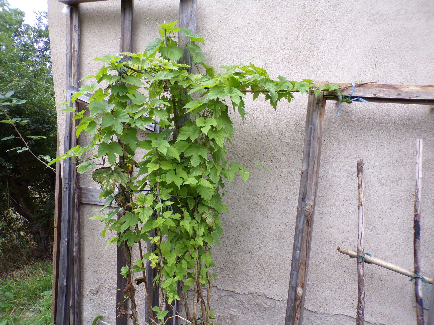 Houblon - Humulus Lupulus - SEM05