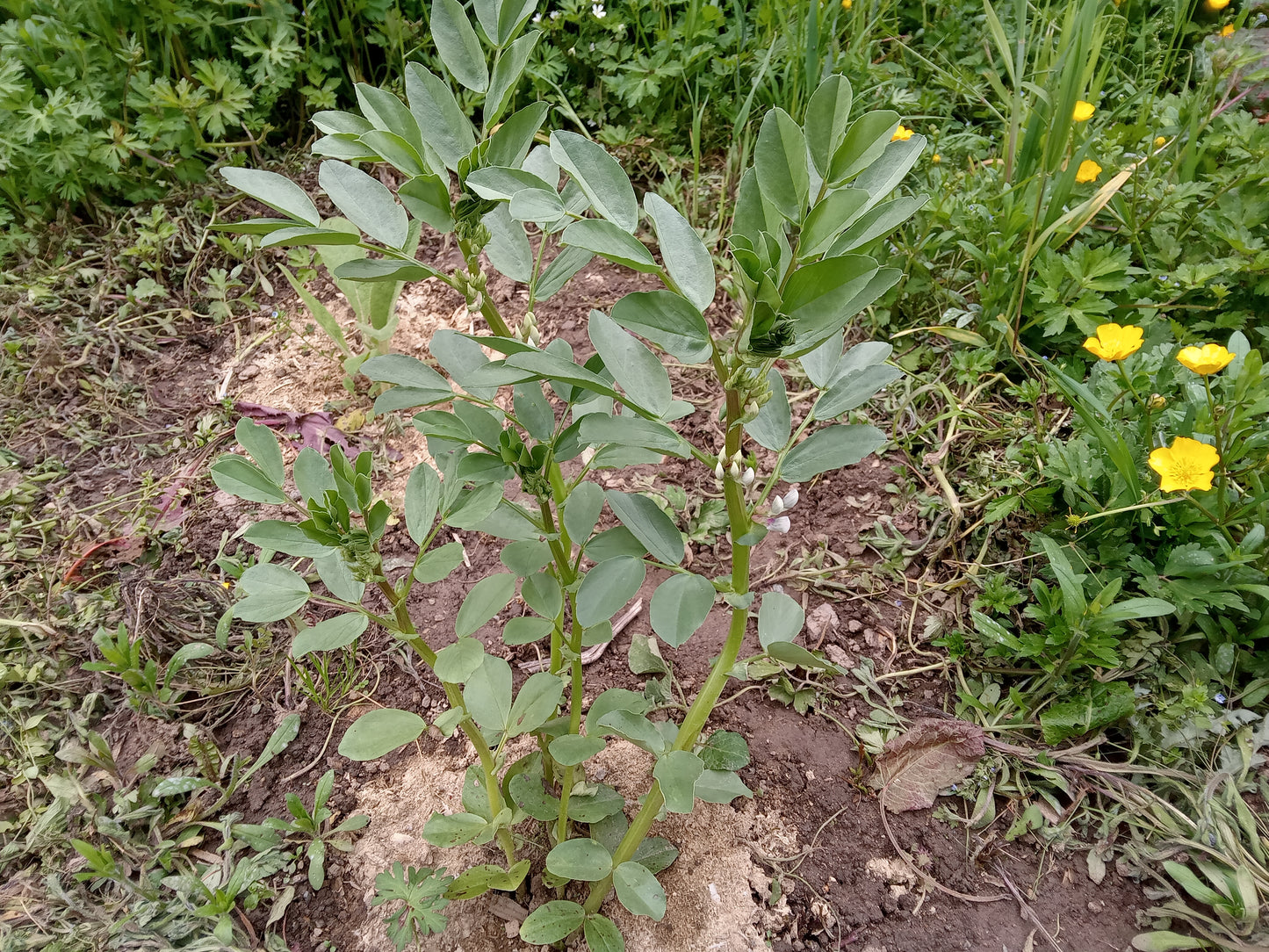 Féverole de Printemps - Vicia Faba L. (Engrais Vert) - SEM27