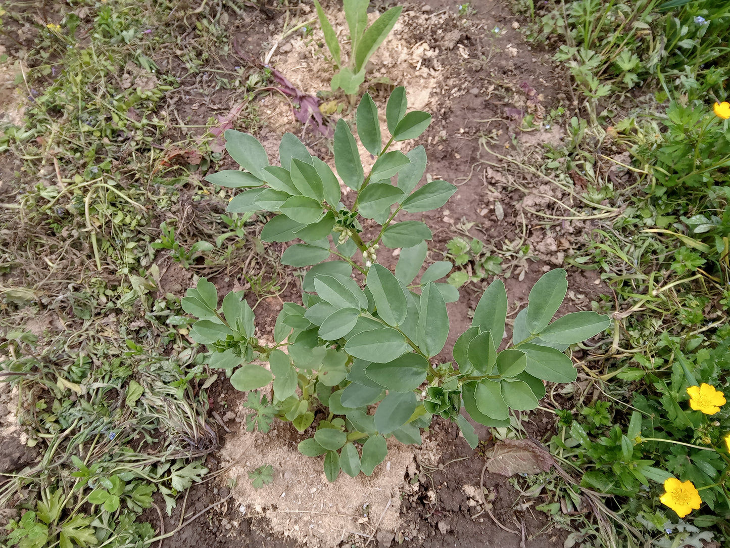 Féverole de Printemps - Vicia Faba L. (Engrais Vert) - SEM27
