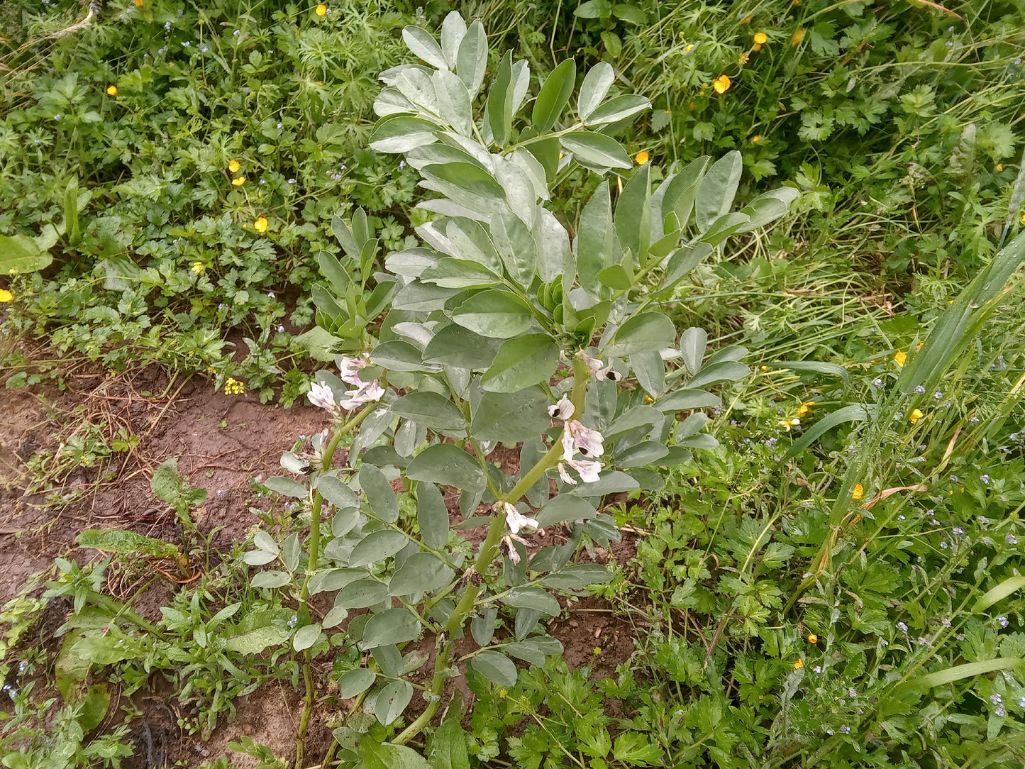 Féverole de Printemps - Vicia Faba L. (Engrais Vert) - SEM27