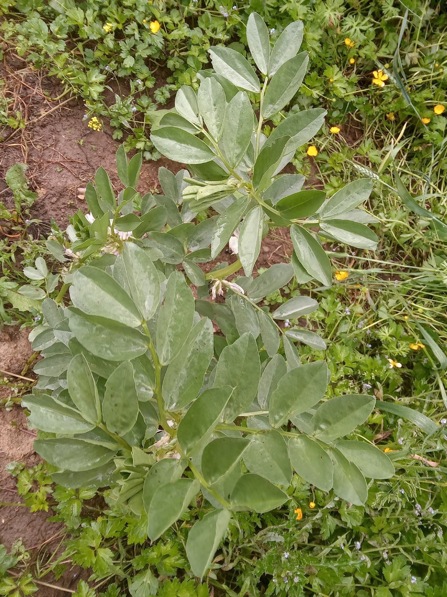 Féverole de Printemps - Vicia Faba L. (Engrais Vert) - SEM27