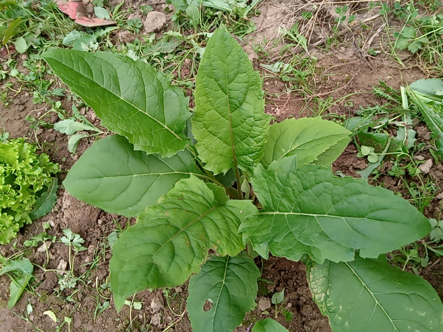 Silphie Perfoliée - Silphium Perfoliatum - SEM05