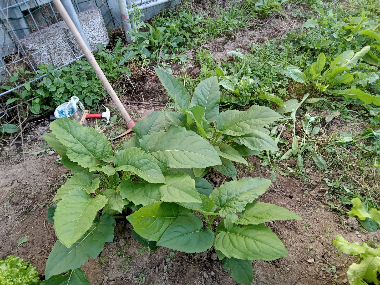 Silphie Perfoliée - Silphium Perfoliatum - SEM05