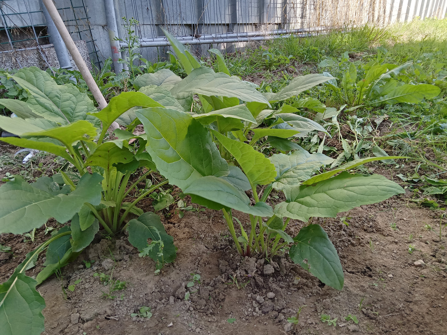 Silphie Perfoliée - Silphium Perfoliatum - SEM05