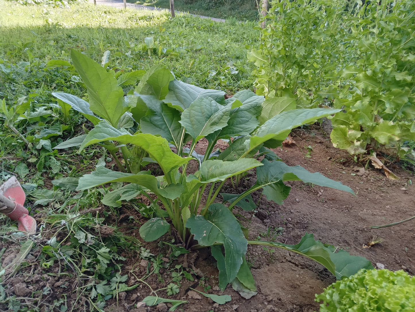 Silphie Perfoliée - Silphium Perfoliatum - SEM05