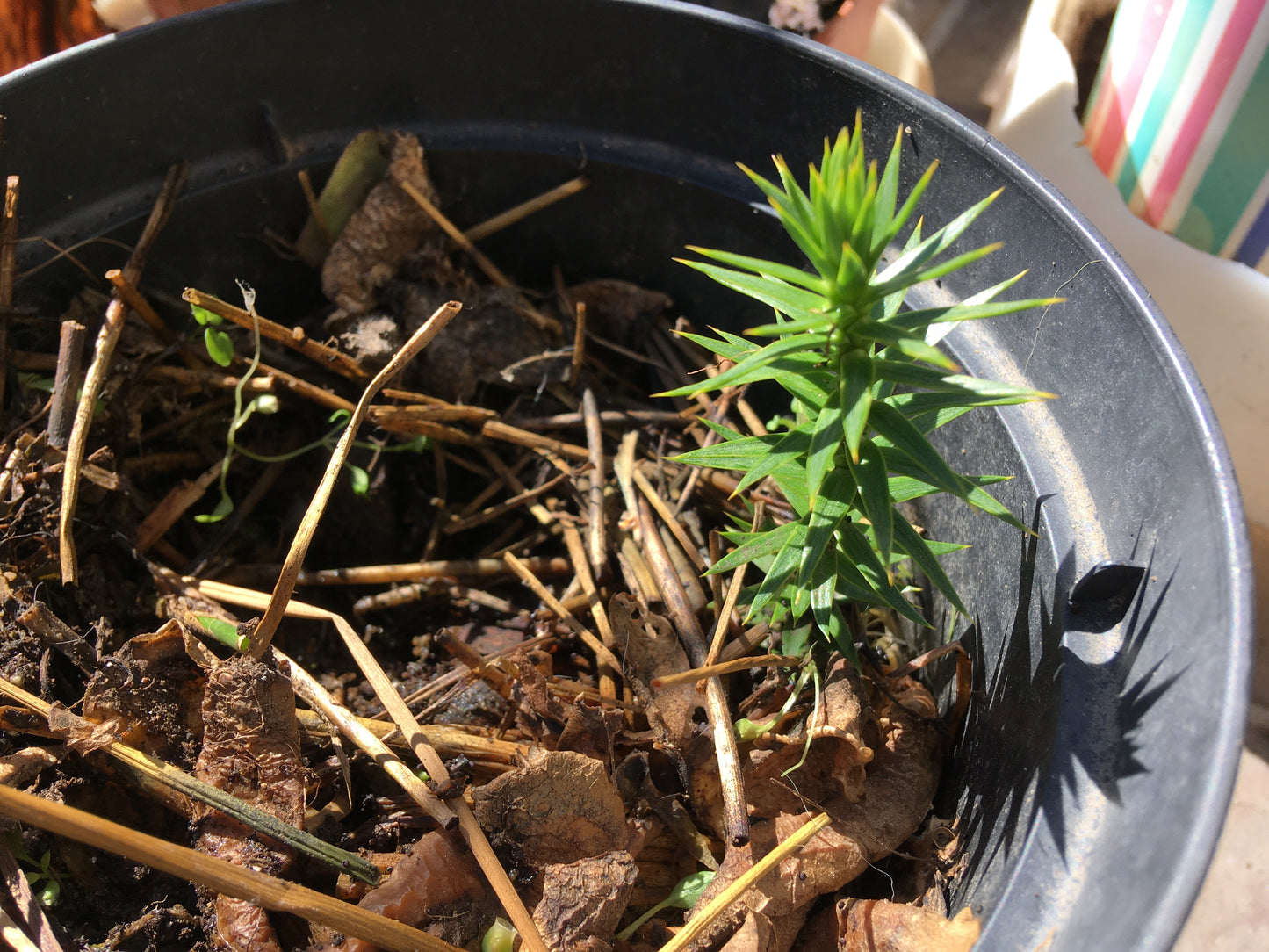 Désespoir des Singes - Araucaria Araucana - SEM05