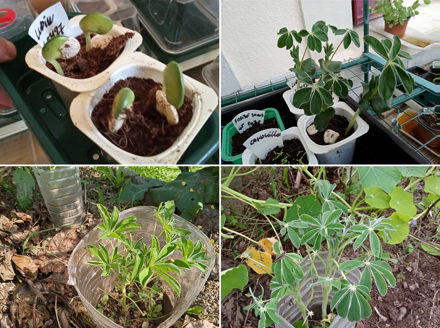 Lupin Blanc à Gros Grain NT - Lupinus Albus - SEM27