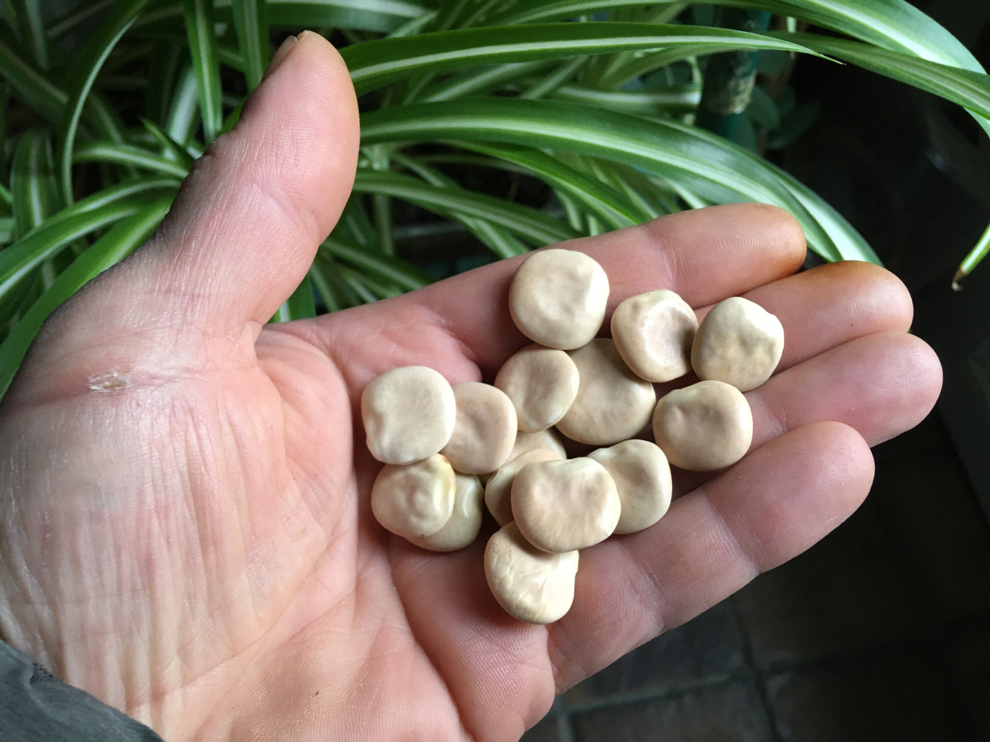 Lupin Blanc à Gros Grain NT - Lupinus Albus - SEM27