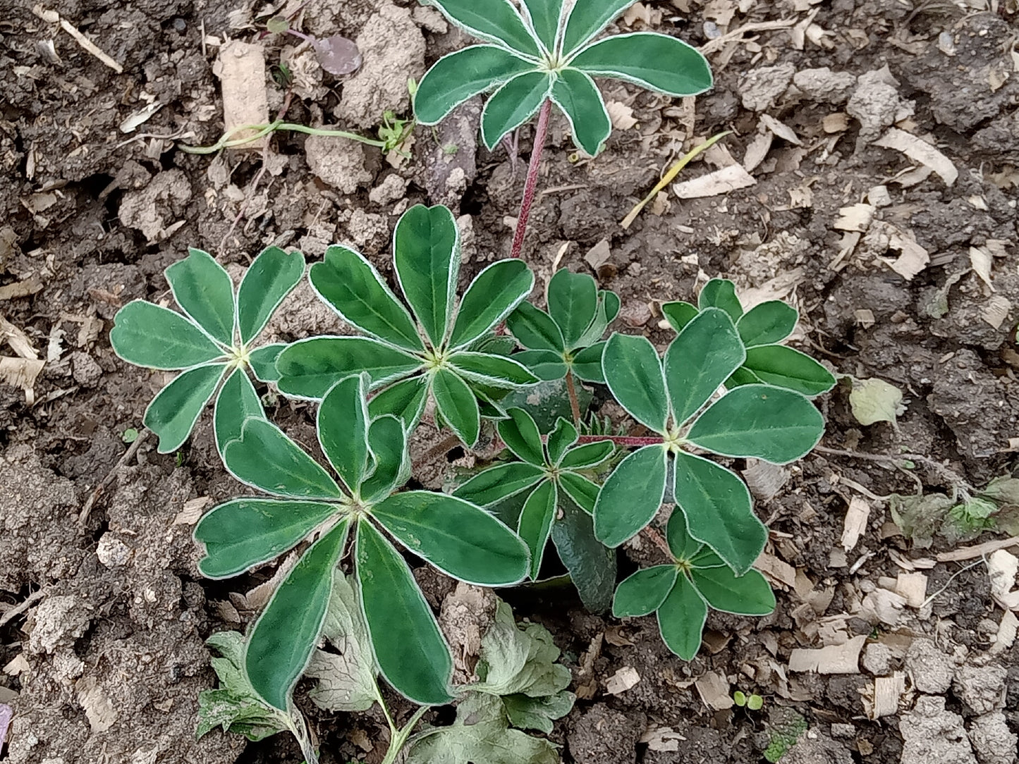 Lupin Blanc à Gros Grain NT - Lupinus Albus - SEM27