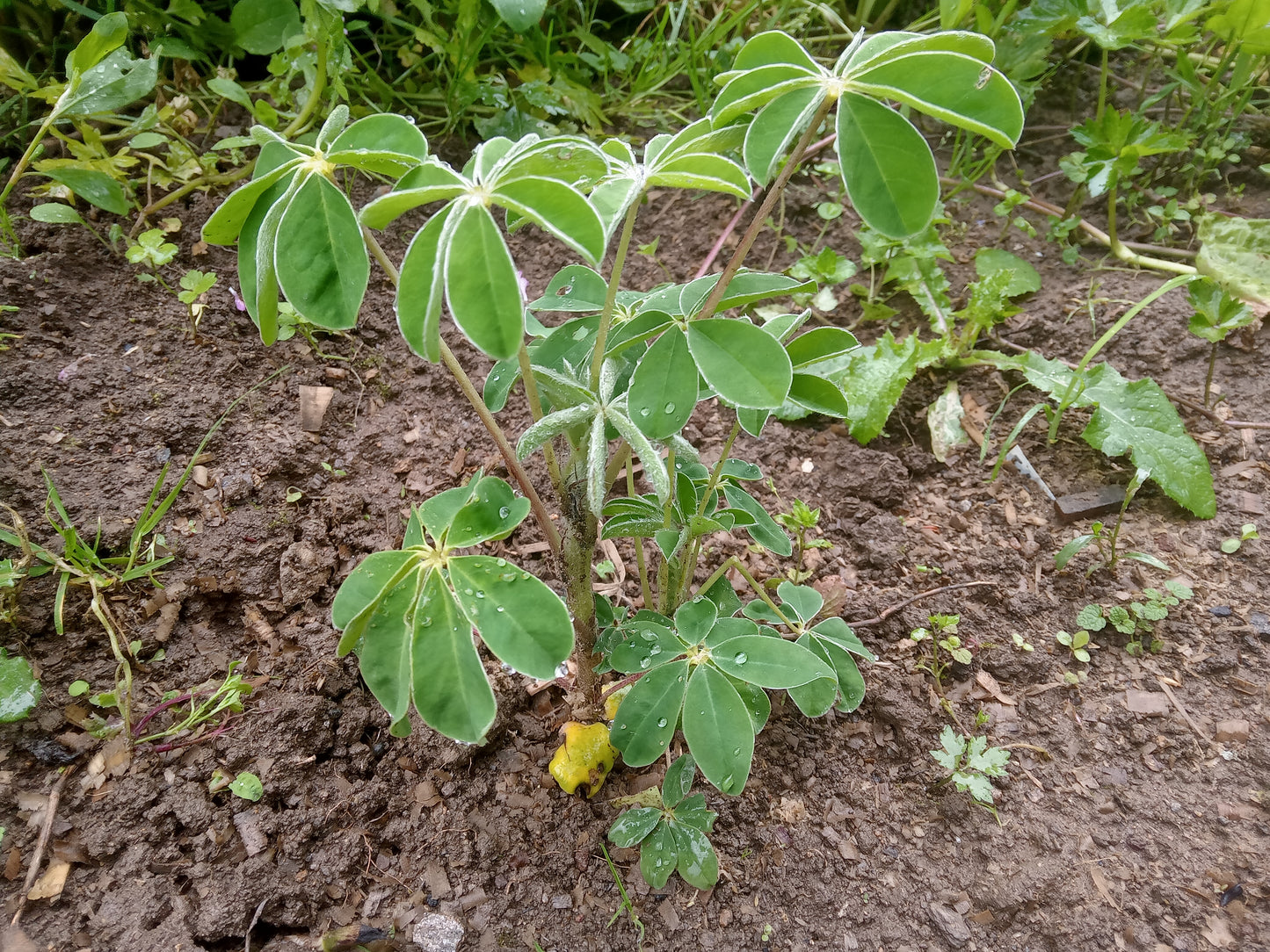 Lupin Blanc à Gros Grain NT - Lupinus Albus - SEM27