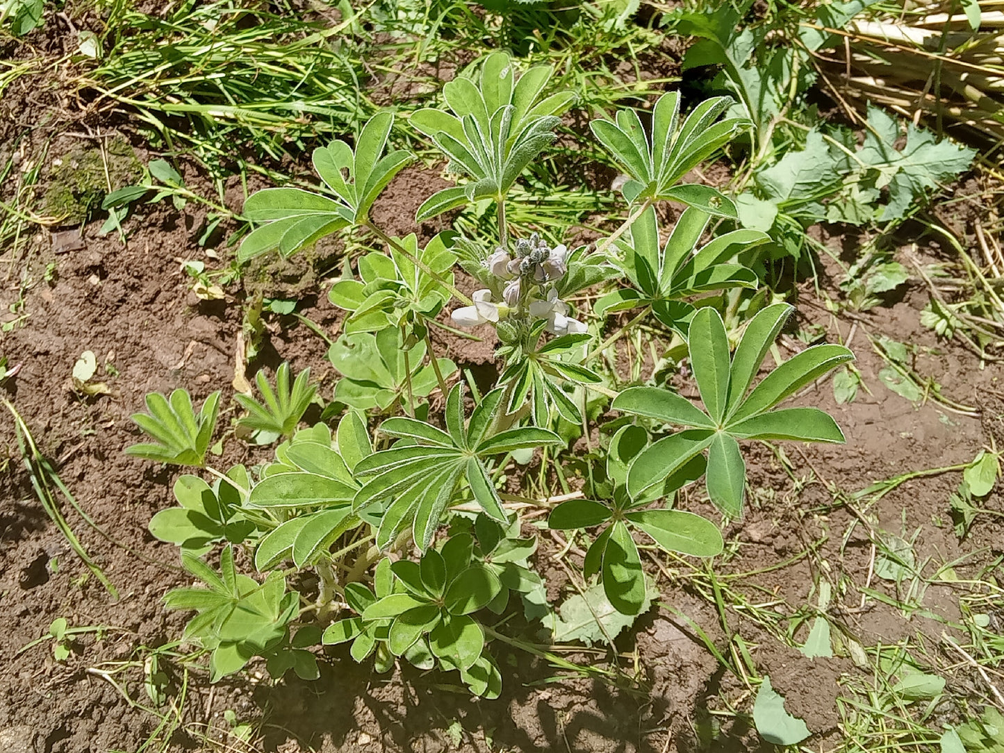 Lupin Blanc à Gros Grain NT - Lupinus Albus - SEM27