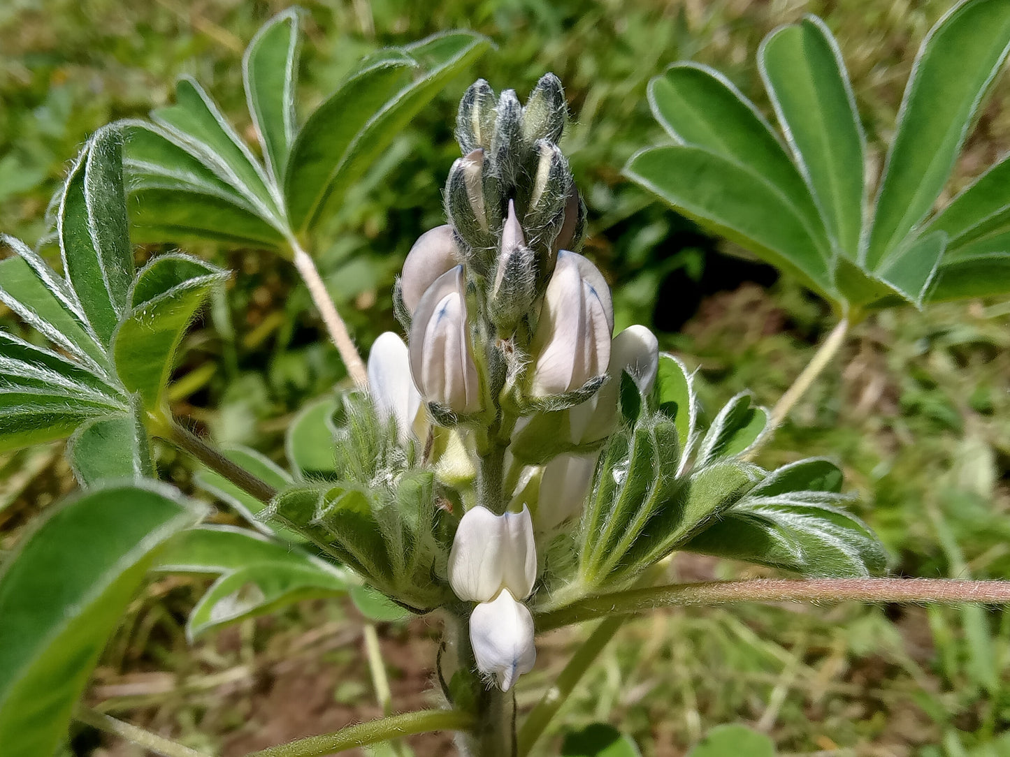 Lupin Blanc à Gros Grain NT - Lupinus Albus - SEM27