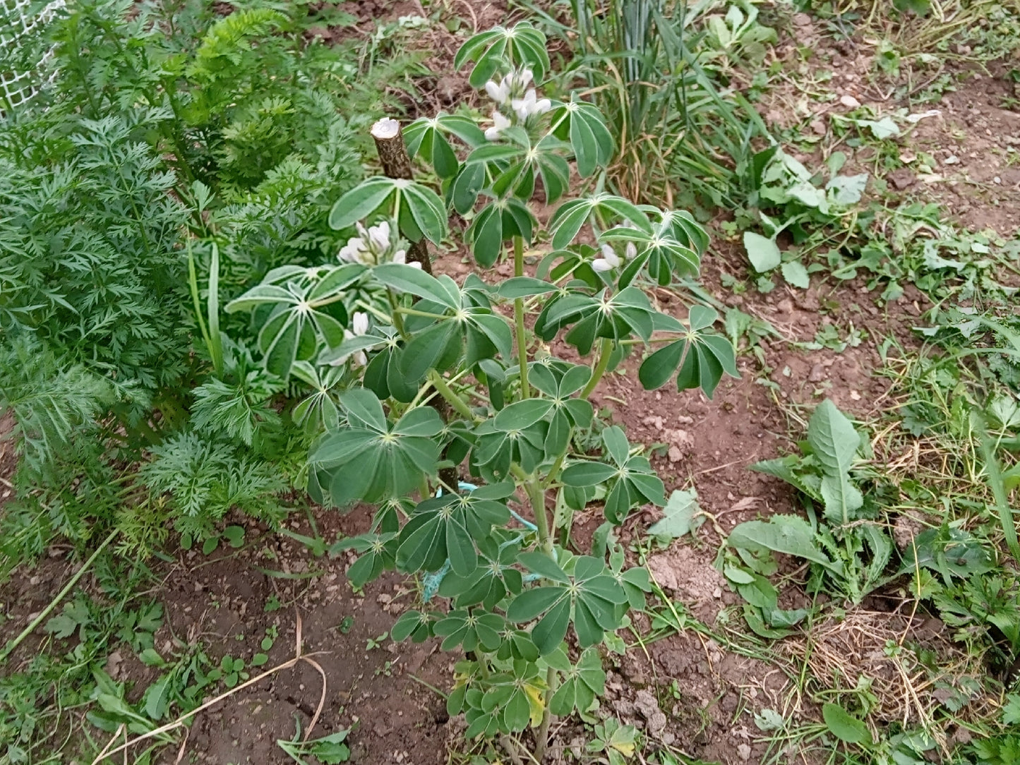 Lupin Blanc à Gros Grain NT - Lupinus Albus - SEM27